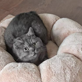 Luxury Flower Shape Washable Soft Calming Dog Bed