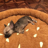 Best Selling Cute Brown Simulated Hamburger Pet Bed Design