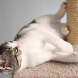 Post Tree Scratcher Sisal Condo Cat Tree Tower With Balls